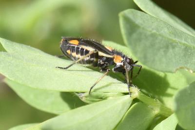 <i>Capsodes gothicus</i>