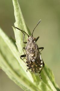<i>Stictopleurus punctatonervosus</i>