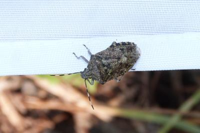 <i>Rhaphigaster nebulosa</i>