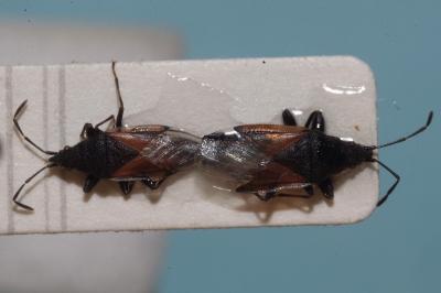<i>Oxycarenus lavaterae</i>