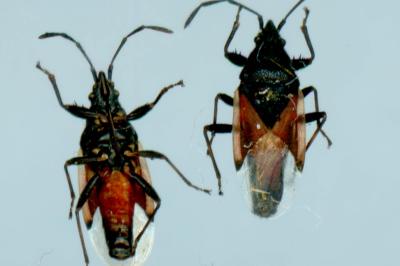 <i>Oxycarenus lavaterae</i>