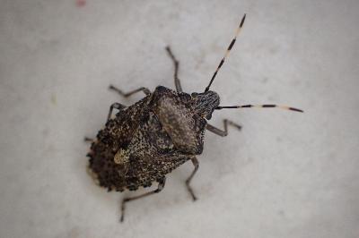 <i>Rhaphigaster nebulosa</i>