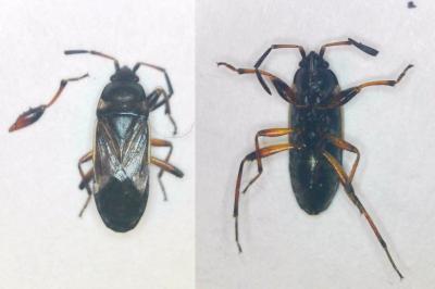 <i>Raglius alboacuminatus</i>