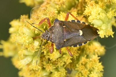 <i>Pinthaeus sanguinipes</i>
