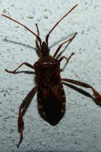 <i>Leptoglossus occidentalis</i>