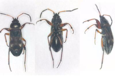 <i>Raglius alboacuminatus</i>