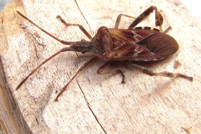 <i>Leptoglossus occidentalis</i>