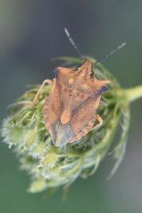 <i>Carpocoris fuscispinus</i>