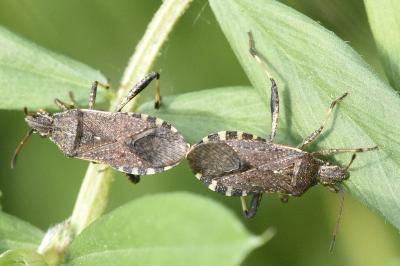 <i>Ceraleptus gracilicornis</i>