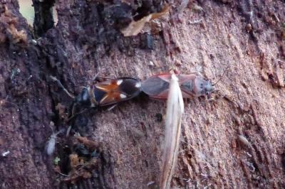 <i>Raglius alboacuminatus</i>