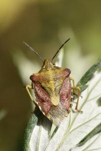 <i>Carpocoris purpureipennis</i>