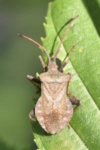 <i>Coreus marginatus</i>