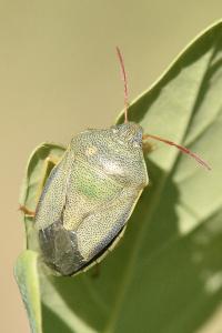 <i>Piezodorus lituratus</i>
