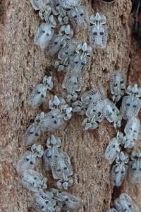 <i>Corythucha ciliata</i>