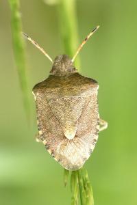 <i>Peribalus strictus vernalis</i>