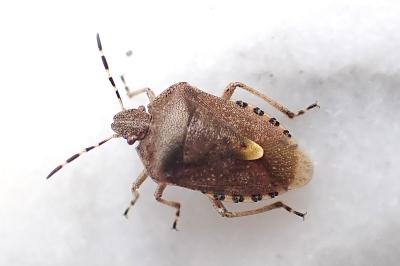 <i>Dolycoris baccarum</i>