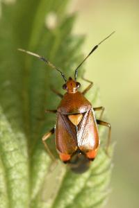 <i>Deraeocoris ruber</i>