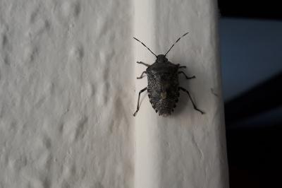 <i>Rhaphigaster nebulosa</i>