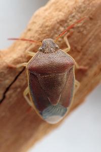 <i>Piezodorus lituratus</i>
