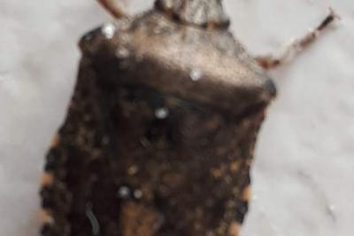 <i>Rhaphigaster nebulosa</i>