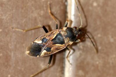 <i>Rhyparochromus vulgaris</i>