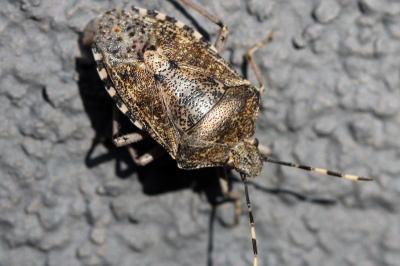 <i>Rhaphigaster nebulosa</i>