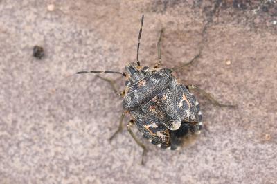 <i>Holcogaster fibulata</i>