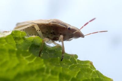 <i>Aelia acuminata</i>