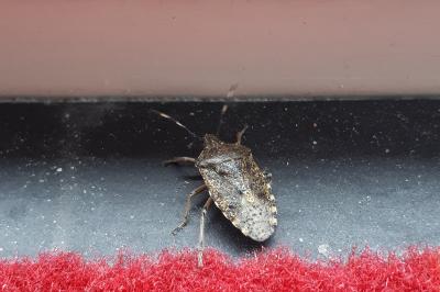 <i>Rhaphigaster nebulosa</i>