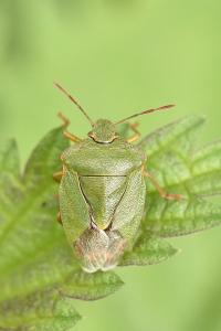 <i>Palomena prasina</i>
