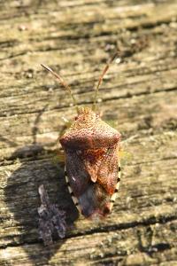 <i>Elasmucha grisea</i>