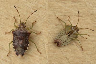 <i>Elasmucha grisea</i>