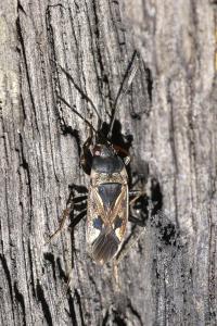 <i>Rhyparochromus vulgaris</i>