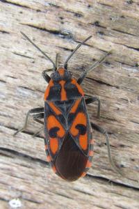 <i>Spilostethus saxatilis</i>