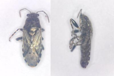 <i>Heterogaster urticae</i>