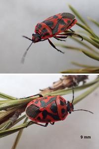 <i>Eurydema ornata</i>