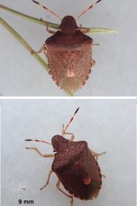 <i>Peribalus strictus vernalis</i>