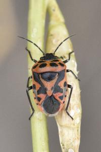 <i>Eurydema ornata</i>