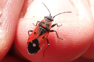 <i>Melanocoryphus albomaculatus</i>