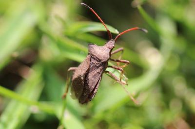 <i>Coreus marginatus</i>