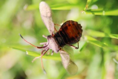 <i>Coreus marginatus</i>