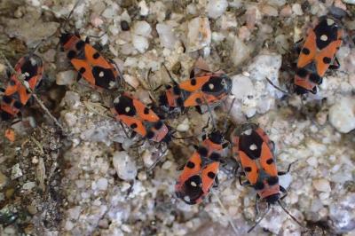 <i>Horvathiolus superbus</i>