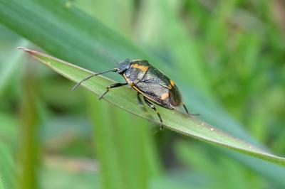 <i>Eurydema oleracea</i>