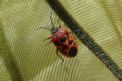 <i>Eurydema ornata</i>
