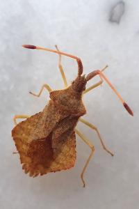 <i>Syromastus rhombeus</i>