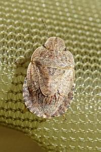 <i>Sciocoris homalonotus</i>