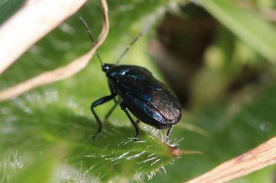<i>Zicrona caerulea</i>