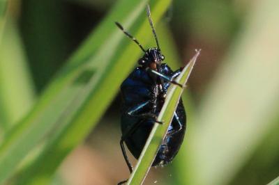 <i>Zicrona caerulea</i>