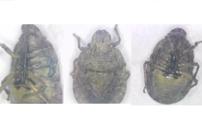 <i>Sciocoris macrocephalus</i>