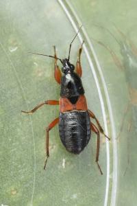 <i>Prostemma guttula</i>